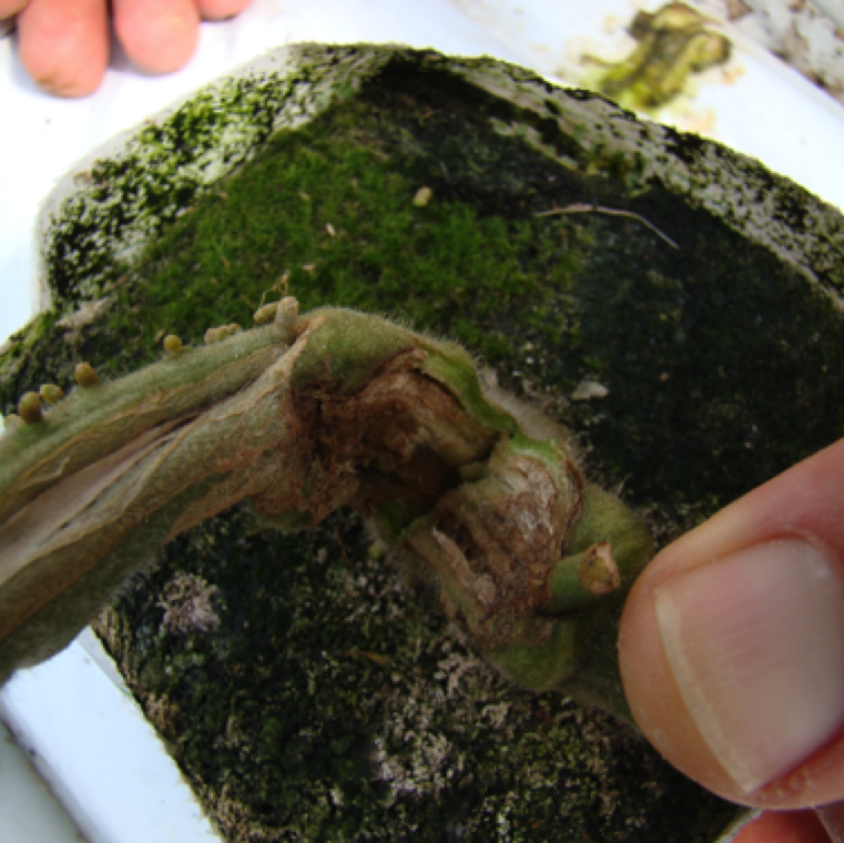 Vascular discoloration of the stem can be noticed in heavily infected plants. The bacterium while seed-borne, can spread through use of contaminated pruning knives and clippers.