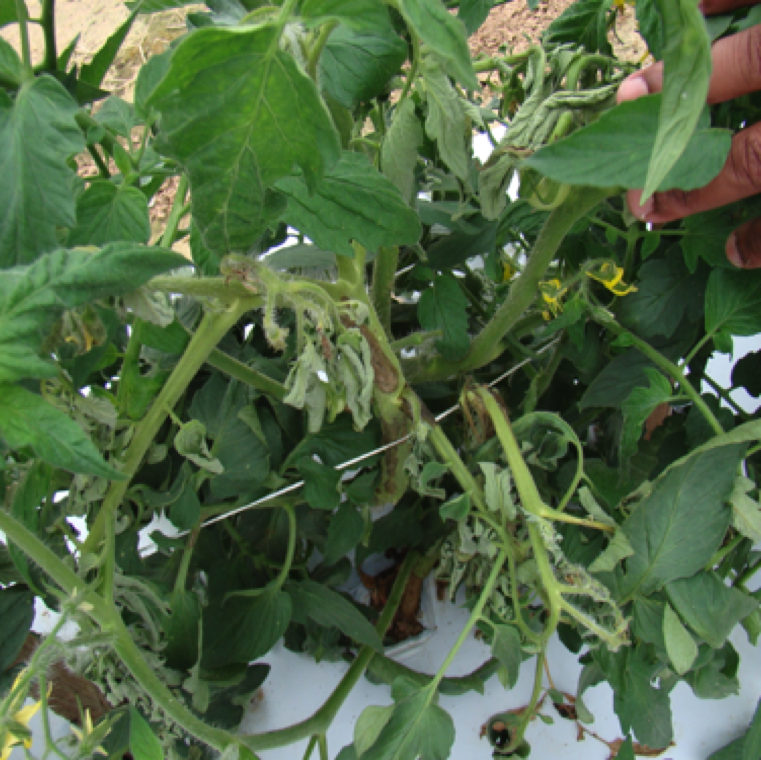 Wilting of sections of the plant or the entire plant is a key symptom of pith necrosis. However, bacterial wilt can cause similar symptoms. Infected stem, peduncles and leaves may have irregular lesions.