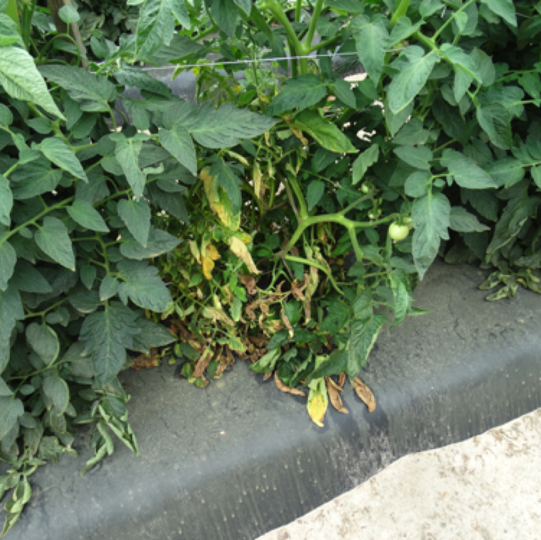Yellowing of sections of the plant is a symptom of the disease. However, Fusarium wilt or Fusarium crown root rot can also cause similar symptoms.