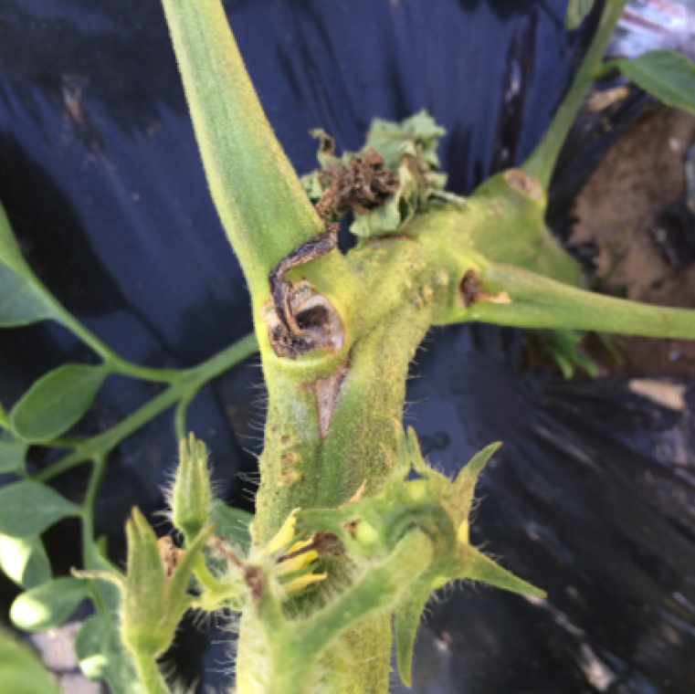 Pruning operations during wet conditions and improper pruning can also lead to creation of wound sites that favors the bacterium to infect the plant.