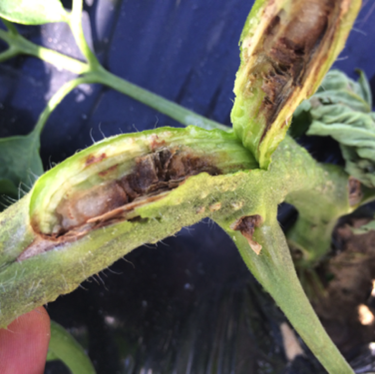 Infection developing from a fresh wound site during wet conditions can cause brown discoloration of the pith and vascular tissue leading to wilting of sections of the plant.