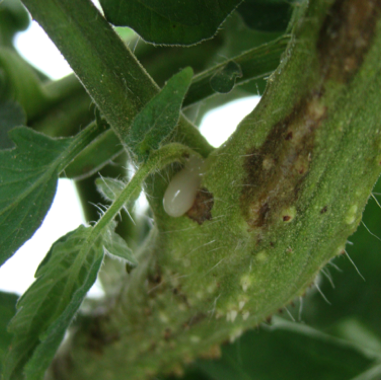 Bacterial ooze can be noticed naturally coming out of the affected stem or when gently squeezed. This is not a definitive symptom for the disease as bacterial wilt can also have cause similar symptom.