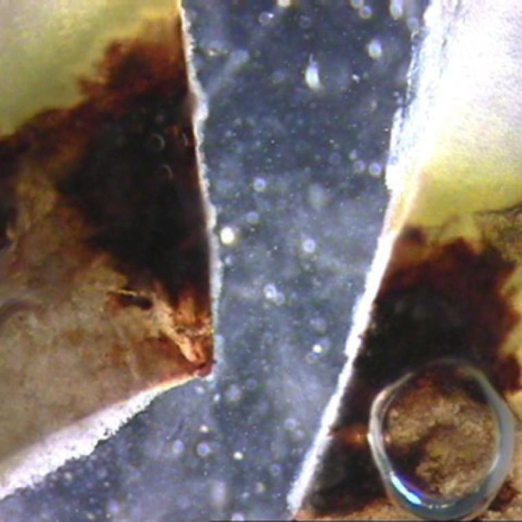 If you cut the infected fruit tissue with a sharp razor blade and keep in a drop of water on a glass slide and observe under a microscope you can see bacterial streaming from the infected fruit tissue.