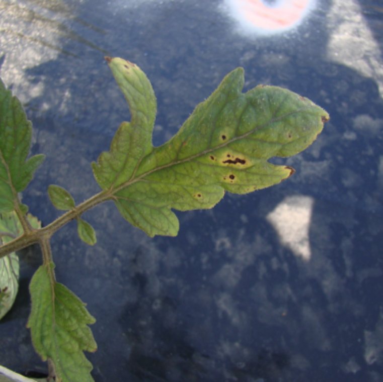 Bacterial speck can be issue in Florida during cool wet conditions causing small leaf spot sine early stages of production. The lesions are brown in color with or without a yellow halo around it.