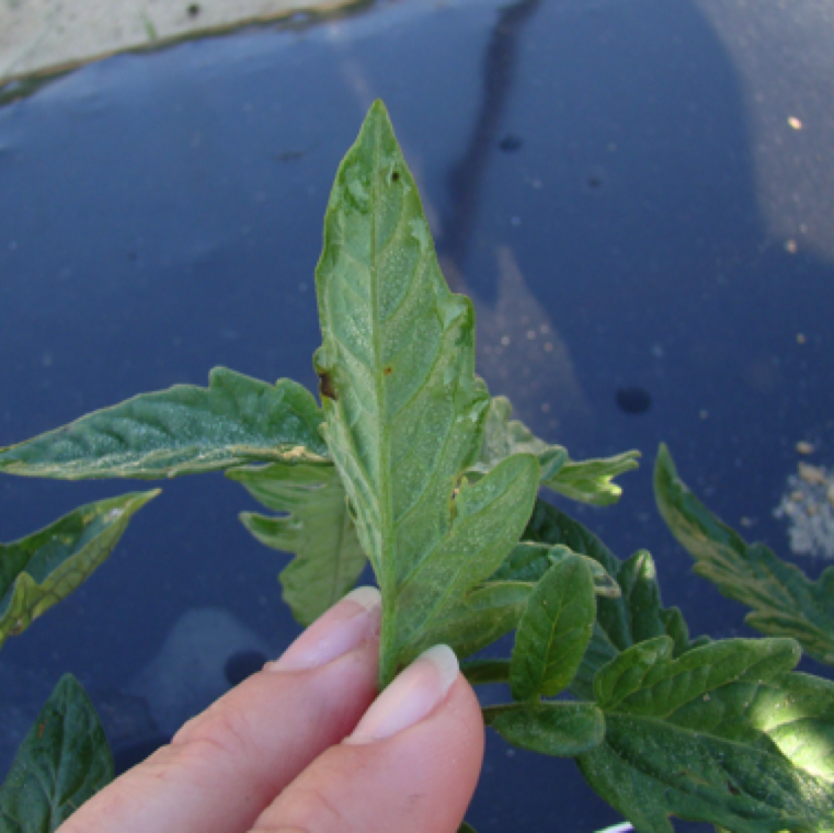 Water-soaking of the margins of the leaves can be seen as primary symptom, but this could also be a symptom associated with other bacterial diseases.