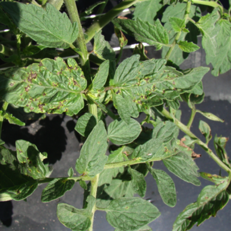 Lower canopy is primarily affected causing severe leaf spots and blighting. The bacterial pathogen is seed-borne, and can be easily be spread by wind-driven rain, and survive on volunteers.