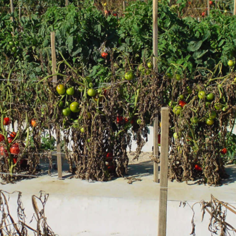 Bacterial wilt can cause spotty to complete destruction of tomato in the presence of the high levels of the bacterium in soil. The bacterium can spread easily through contaminated irrigation water.