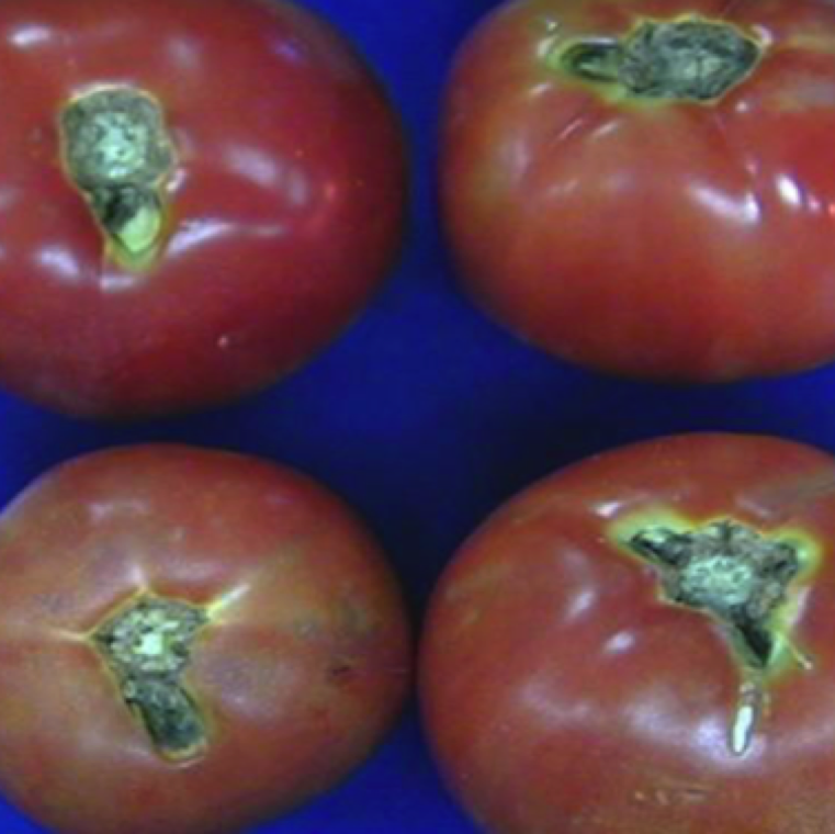 Dark lesions at the shoulder of the ripe fruit. Fruit lesions can seen in the field or develops during transit to shipment location, and can thus can cause post-harvest rotting.