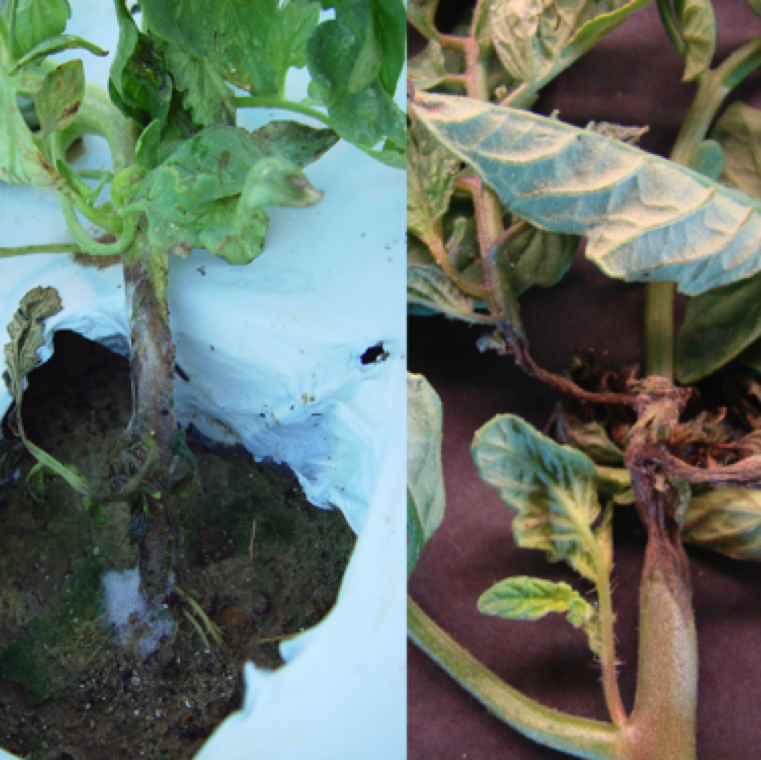 Phytophthora root rot infection on young plants with white cottony growth at crown of the plant and plants show early signs of wilting (left). Watersoaking and necrotic stem can also be noticed (right).