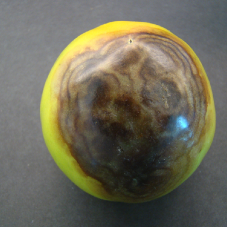 Buckeye rot fruit symptoms can be noticed at where fruits touch with soil. The spots enlarge and form large concentric rings which are usually brown in color. The edges of the fruit are often sunken.