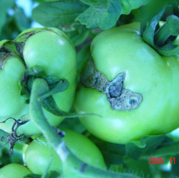 The fruits affected by catface have large or small scars on fruits that can be seen on green and ripe fruits. Rapid variations in temperatures and hard pruning are conditions that can favor catface.