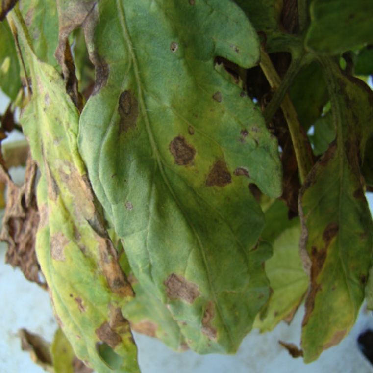 Cercospora leaf spot can cause large leaf lesions and blighting in tomatoes. Disease can be a problem under warm and wet weather conditions.