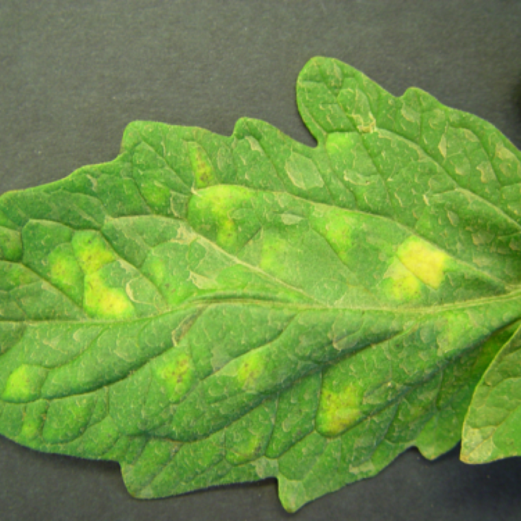 Small yellow indistinct spots with no margins are the early indication for Cercospora leaf spot. Small brown lesions start to form in the yellow discolored area also.