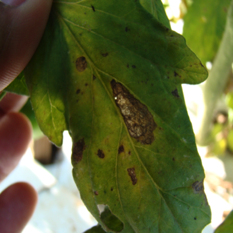 Large necrotic sections on the leaves can be seen in the field. The disease can cause severe defoliation of the leaves under ideal conditions for disease occurrence.