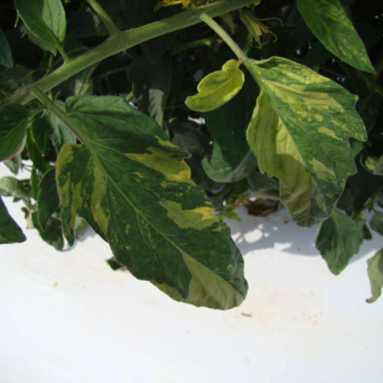 Irregular patches of yellow blotched section on the leaves is a symptom of chimera.