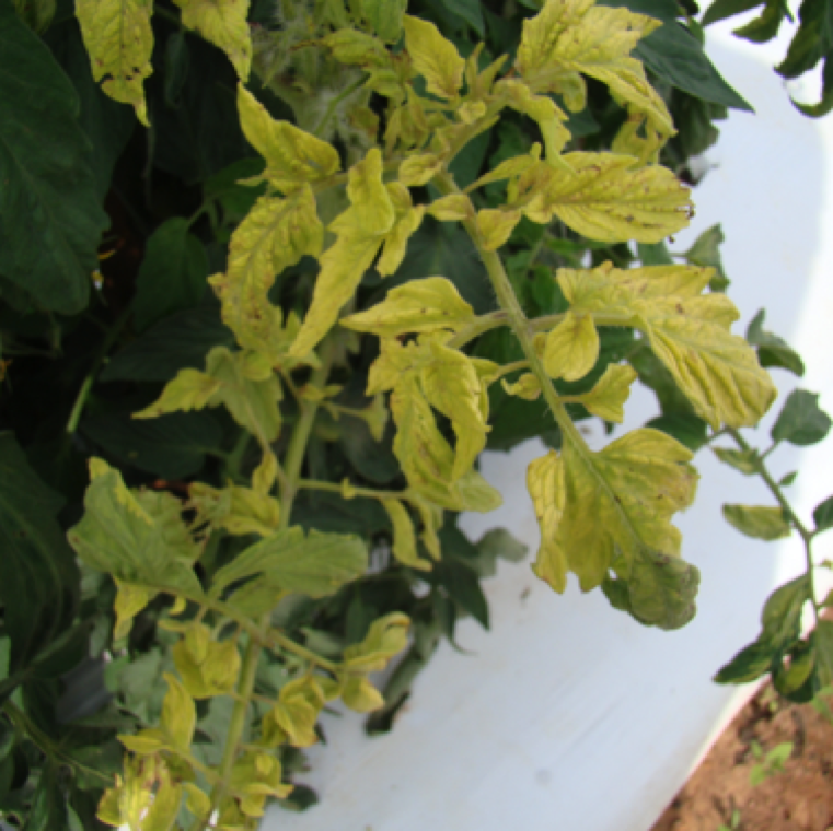 Severely affected plants with chimera shows part of the plant or entire plant with yellowing symptoms.