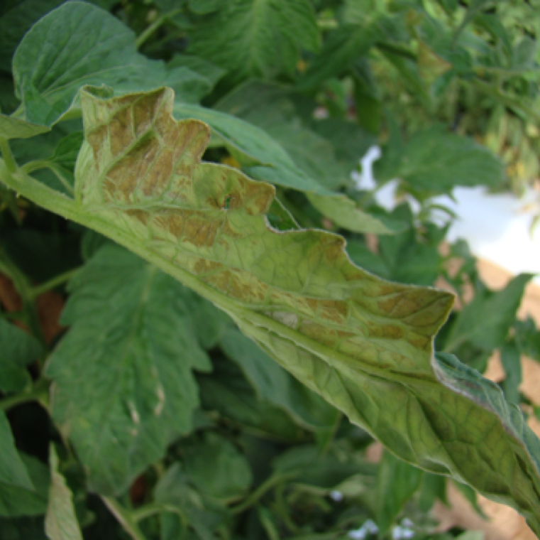 The underside of the tomato leaves may also shows bronzing symptoms. This would be very uniform especially to the outer and fully exposed sections of the field.