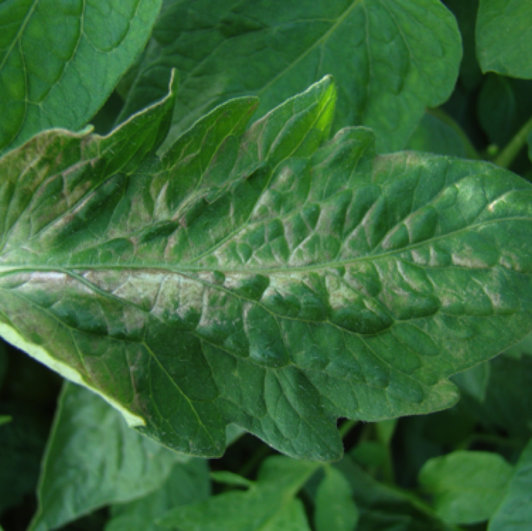 In younger leaves/plants the symptoms on the upper and lower side of leaves may appear like a spray burn through the entire leaf or sections within leaves.