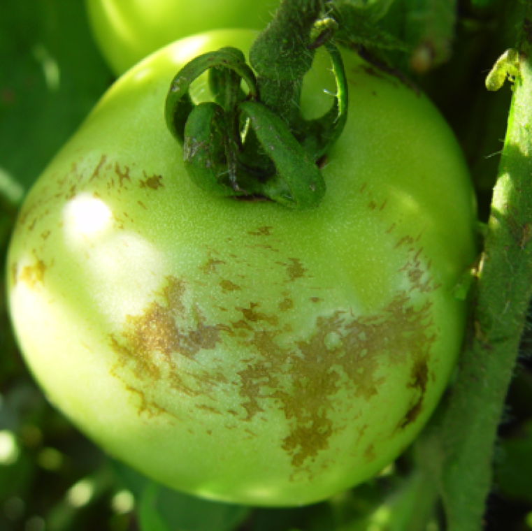 Fruits can have significant damage during a freeze event with or without frost. Fruits exposed tot he outside of the canopy show indication of discolored sections in large patches.
