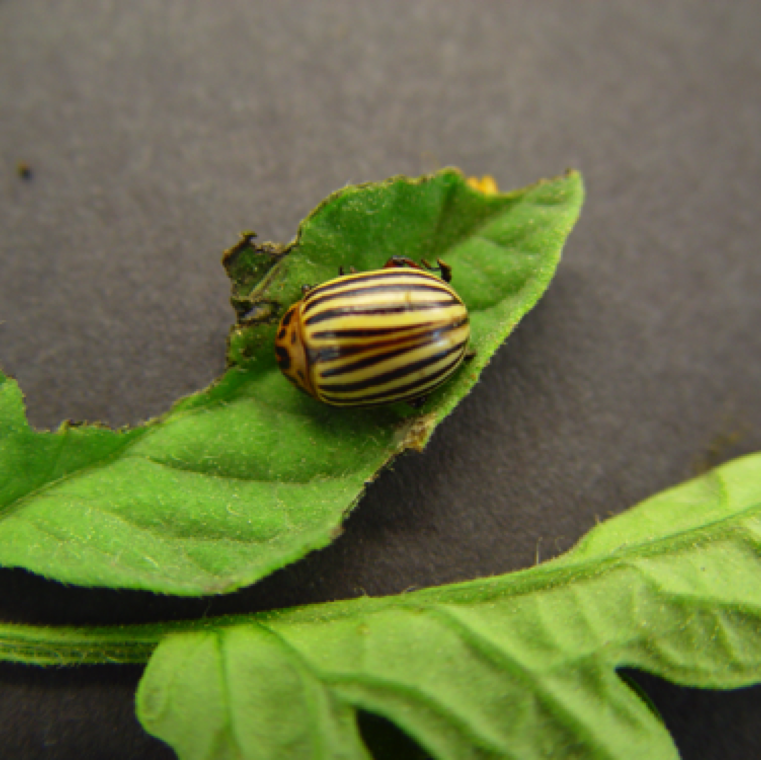 Symptoms of damage by Colorado potato beetle are typically seen in early transplanting stage with leaves showing chewing damage. In some cases, entire plants could loose leaves.