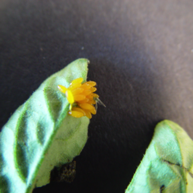 The eggs of colorado potato beetle are orange in color and can be found in masses on the underside of the leaves. The insect can also damage fruits although rarely seen in late stages of plant growth.