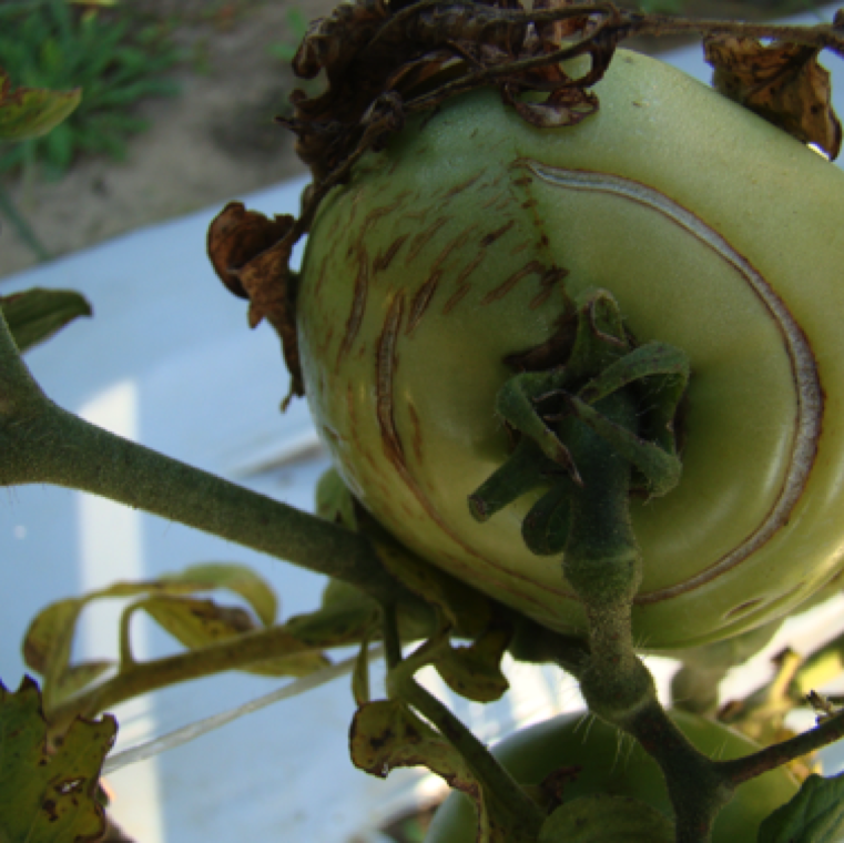 Two different cracking occur on tomato. Radial cracking originates from the stem end and progresses toward the blossom end. Concentric cracking occurs in a ring or rings around the stem scar.