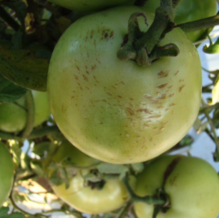 Early signs of fruit cracking can be seen on green or on ripe fruits as small bruises that may expand to form larger radial cracks all around the fruit in this case with numerous cracks.