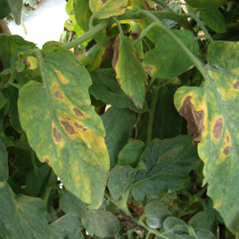 Early blight can cause severe damage to tomatoes and symptoms can be on any of the above ground parts of the plant including leaves, stem and fruits.