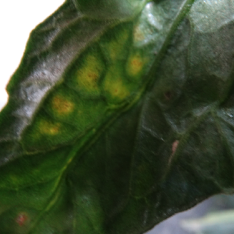 The lesion start with small yellow sections on the leaf that starts to turn brown, and this is especially noticed in leaves that are close to the ground.