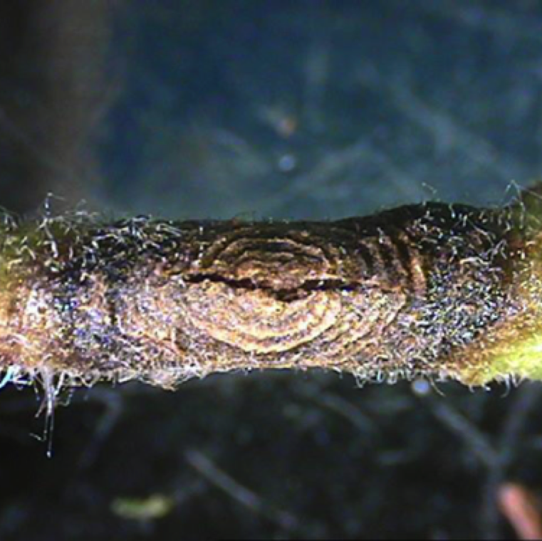 Concentric lesions on the stem is a characteristic symptom for early blight. The center of lesions also tend to crack as the lesion ages.
