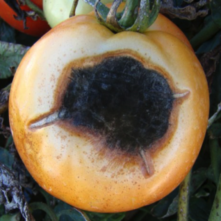 Even though not often seen, early blight can also cause large lesions on the fruits. These spots are dark and sunken and can occur on the side as above or on the end of calyx of the fruit.