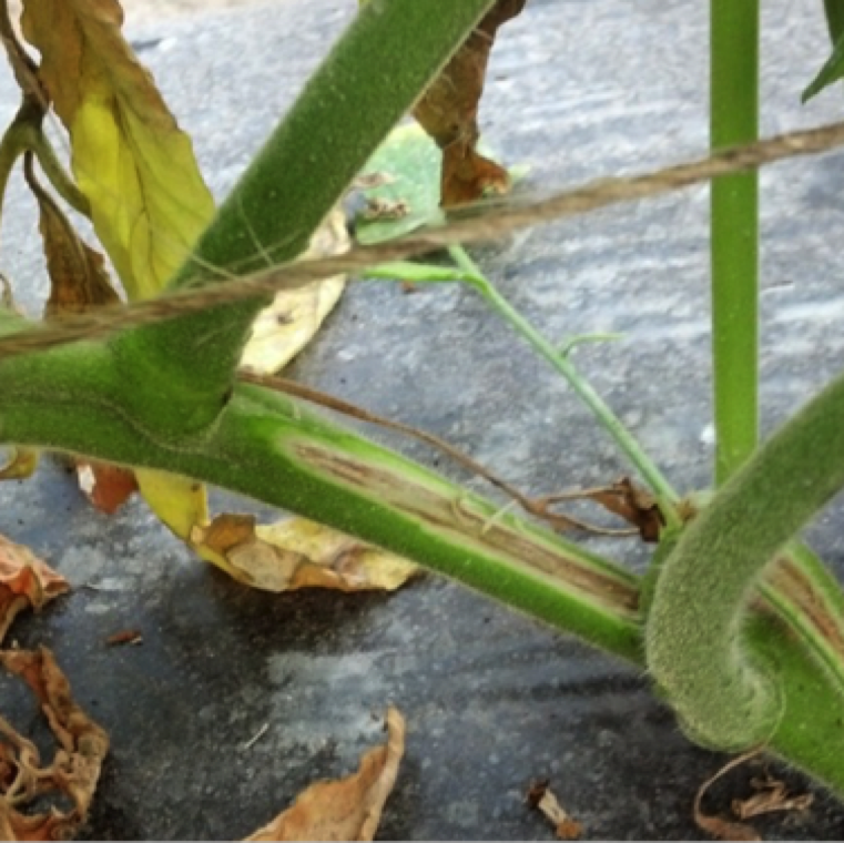 Fusarium crown and root rot symptoms start with yellowing on the margin of the leaves followed by severe necrosis of leaves. The disease can cause rapid wilting of plants.