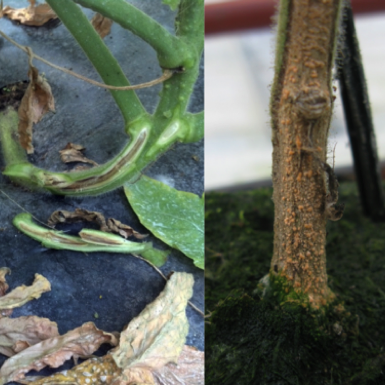 The cut stem of the infected plants show internal discoloration (left). This is not a definitive symptom for the disease. Necrotic sections from the base of the plant may have orange spore masses (right).