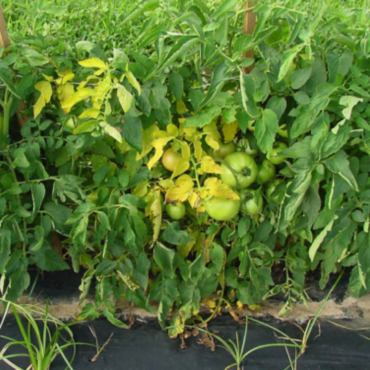 Fusarium wilt may causes yellowing symptoms initially on one side of a plant, but at later stages can infect the whole plant. Blockage of the vascular system is the primary cause of wilting.