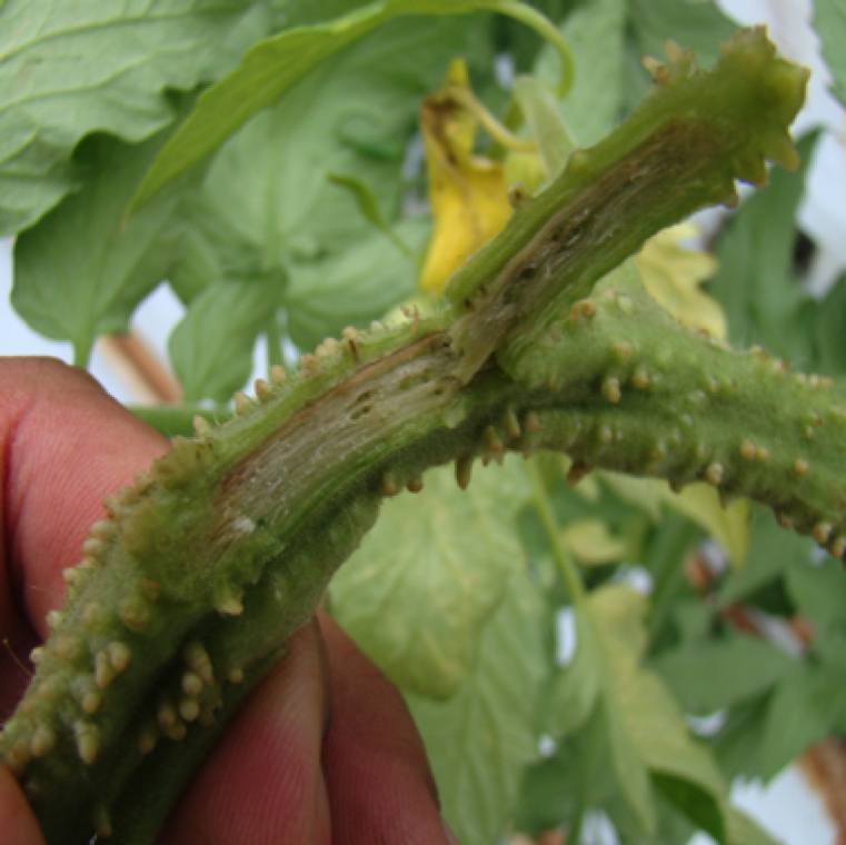 Tomato seedling with a stem cut shows the browning of the vascular system and pith. This resemble symptoms of bacterial wilt, but a bacterial ooze test will be negative for Fusarium wilt.