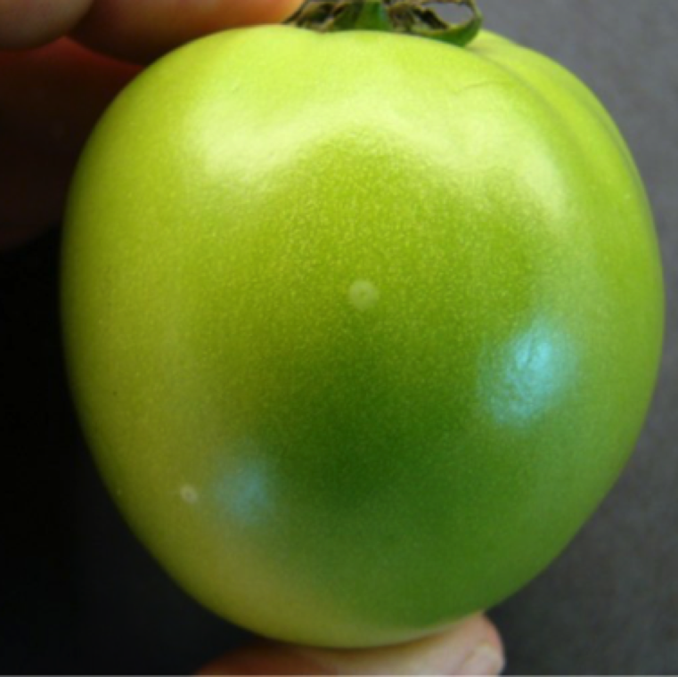 Ghost spot is usually noticed in greenhouse production system and the key symptom is the circular pale white spot.