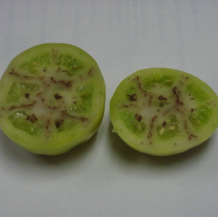 The internal necrosis can be seen in the cross-walls and very infrequently in the center pith area of the fruit.