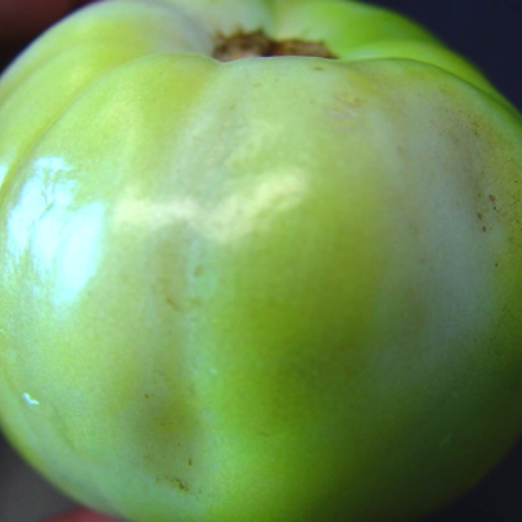 Green fruits with graywall may show yellow sections presenting signs of uneven ripening as the fruit matures and remain woody.