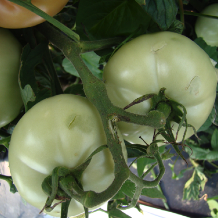 Even a minor hail damage on tomato fruits can provide sites of infection for saprophytic organisms to cause pre-harvest or post-harvest rotting.