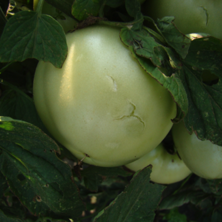 Hail can have a direct impact on tomato and depending on the hail size, the plant size, the plant age, the fruit stage, and the intensity of the hailstorm.