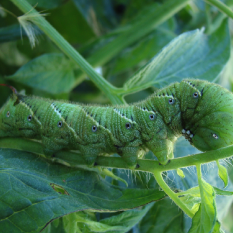 Symptoms of hornworm feeding including partial to entire leaf damage indicating of feeding sites and stripping of leaves.