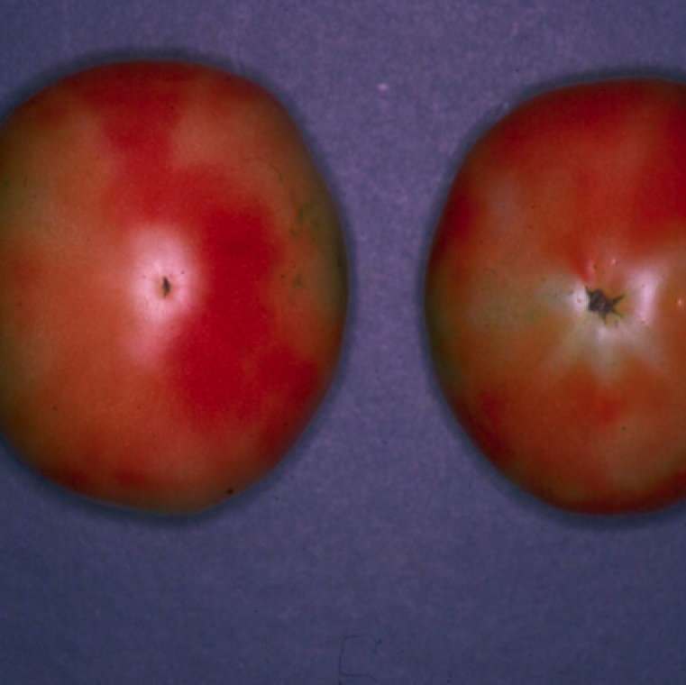 Irregular ripening is a fruit ripening disorder with green fruit show no symptoms but as fruit ripens, color fails to develop uniformly.