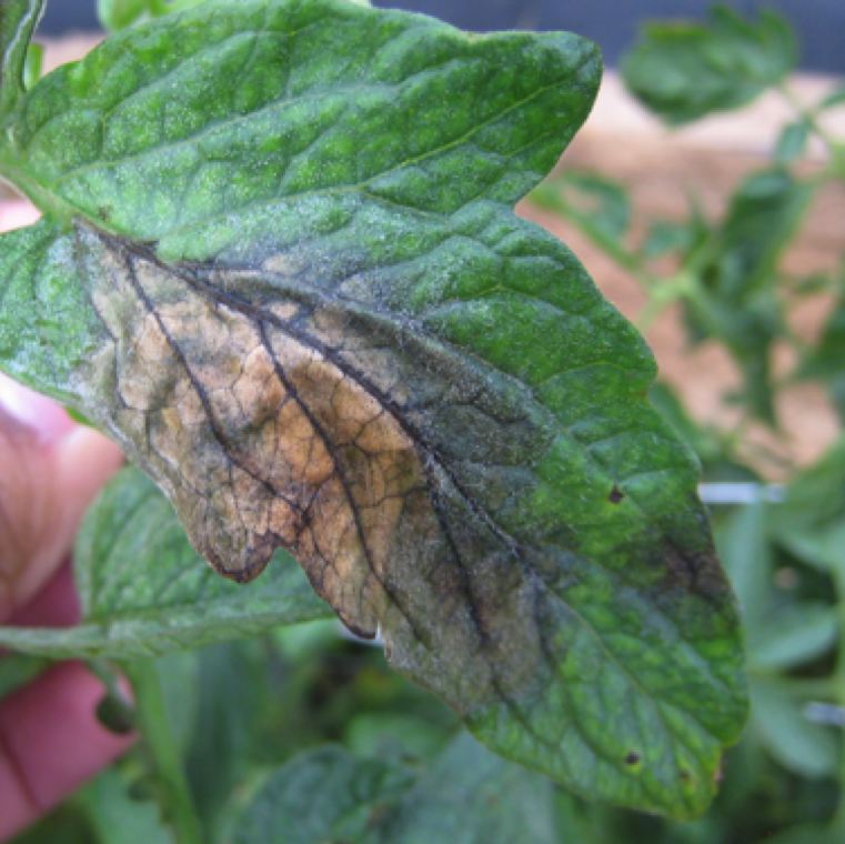 Late blight affects all parts of the part except the roots. Leaf lesions can be noticed as water-soaked regions at early stages that rapidly change to brown lesions.