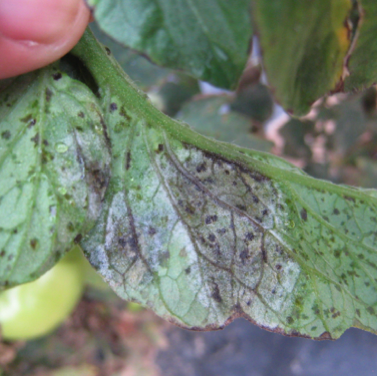 Gray to white moldy growth can also be seen at the upper and underside of the leaves around the area with water-soaking and brown lesions.