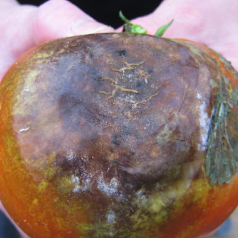 The entire fruit can become infected, and a white mycelial growth can be noticed under extreme wet conditions. The pathogen can survive on volunteer tomato and potato, cull piles and weeds.