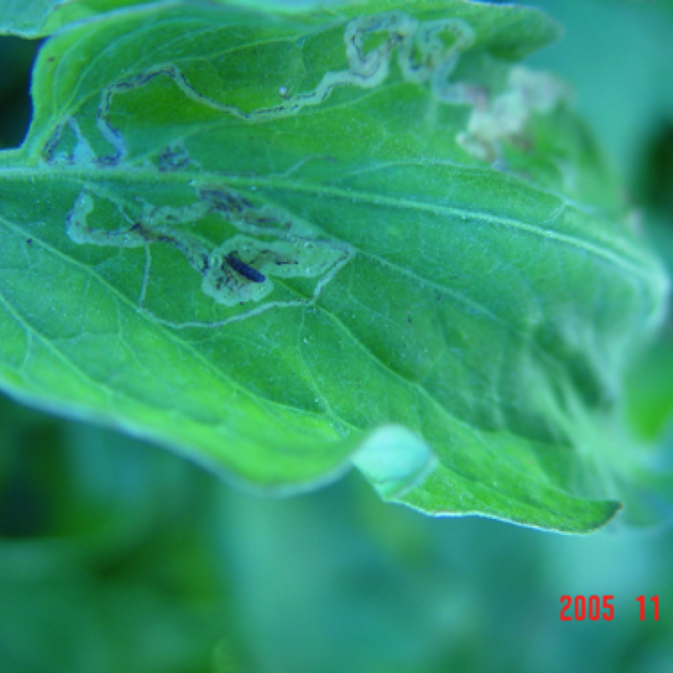 Tomato leaf miner damage can be seen as silvery white patterns on the leaves. These are sites of insect larvae feeding within the tomato plant cells.