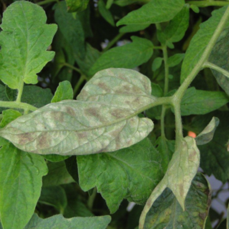 Leaves affected with leaf mold is mostly green in greenhouse or in other protected system tomato production. The disease usually starts on older tissues, and symptoms appear on younger leaves later.