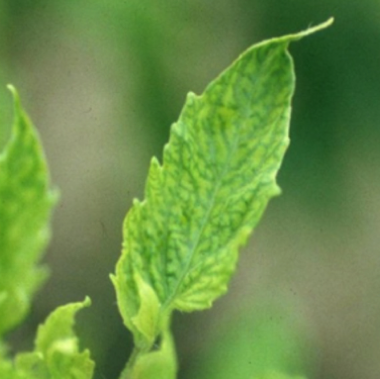 Early and characteristic symptoms of little leaf consist of interveinal chlorosis in the young leaves with veins remaining dark green. Symptoms progress to increased leaflet distortion.