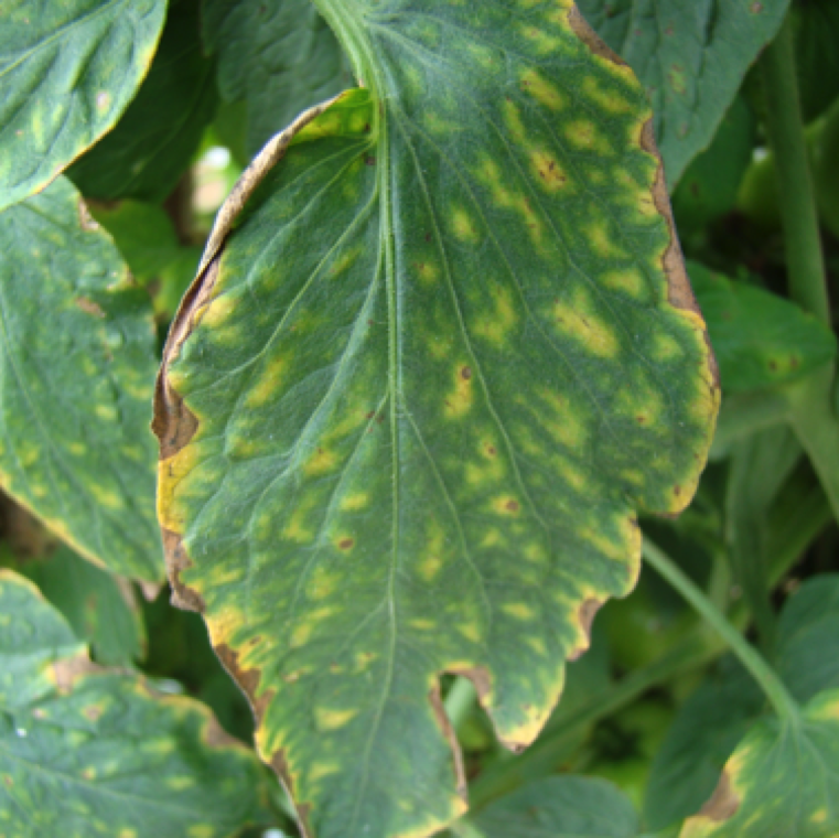 Subsequently, the leaves become necrotic, and blighting of leaf margin may also be observed. At this stage, symptoms may resemble potassium deficiency.
