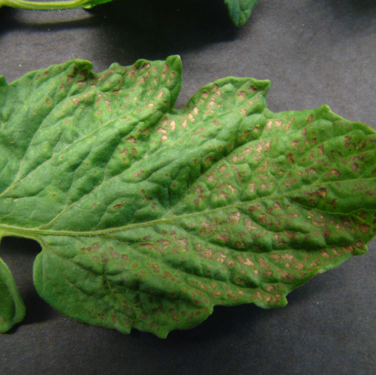 Ozone damage causes irregular lesions on leaves. Plants normally recover back from the damage.